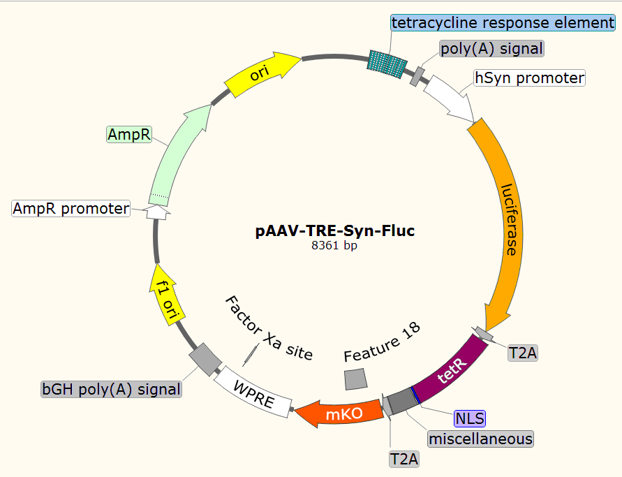 pAAV-TRE-Syn-Fluc载体图谱